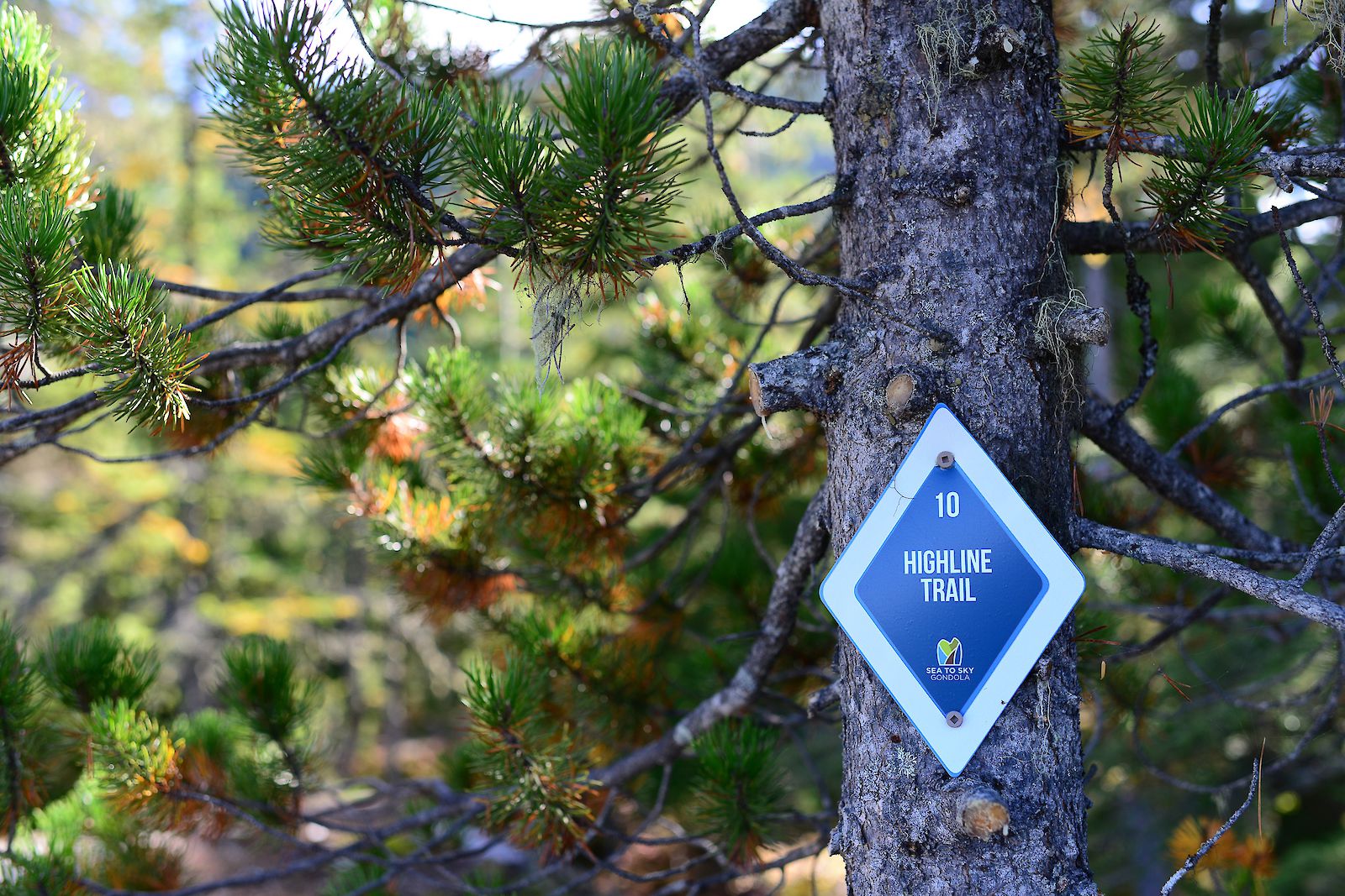 Sea to Sky Gondola Highline Trail